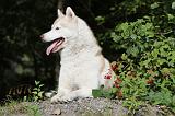 SIBERIAN HUSKY 298